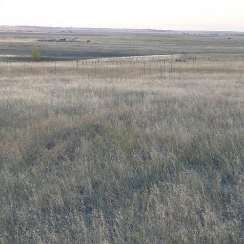 A large grassy field with a fence in the background.