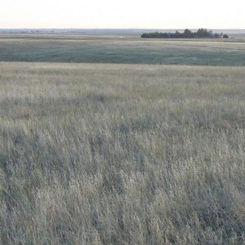 A field of tall grass with trees in the distance