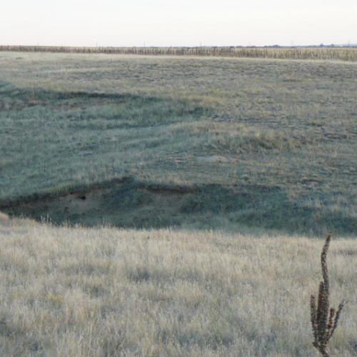 A large grassy field with a cactus in the foreground and a large body of water in the background.