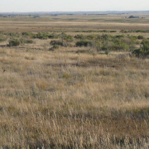 A large grassy field with trees in the distance