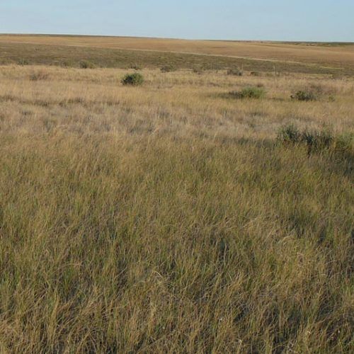 A field of tall grass with a blue sky in the background.