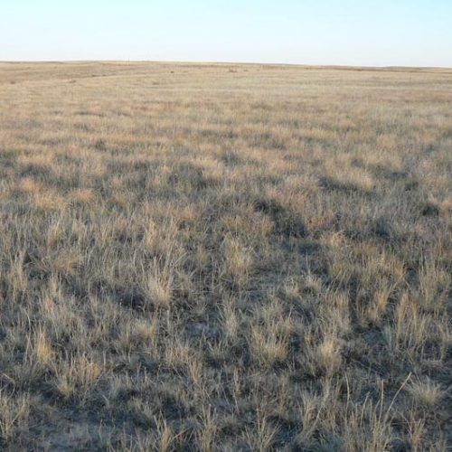 A field of dry grass with a blue sky in the background