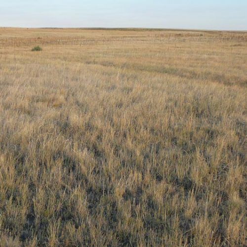 A field of dry grass with a blue sky in the background