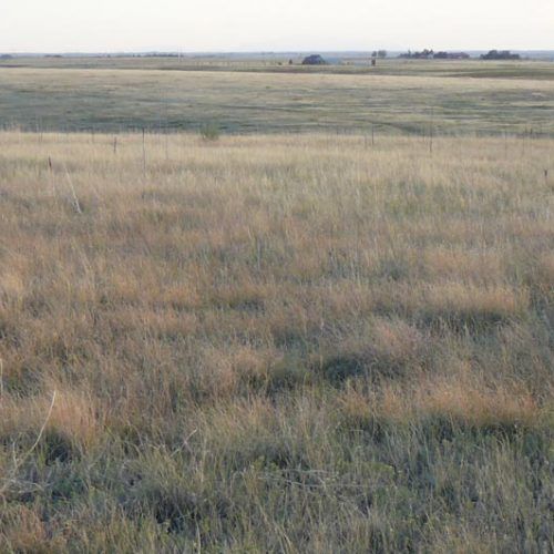 A large grassy field with a fence in the background