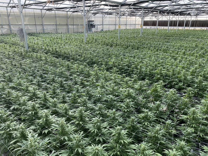 A greenhouse filled with lots of plants growing in it.