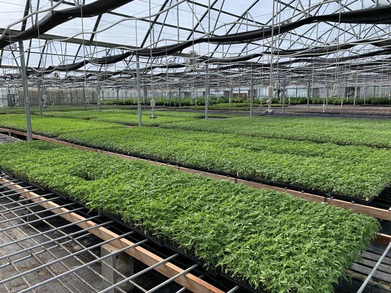 A greenhouse filled with lots of green plants growing on trays.