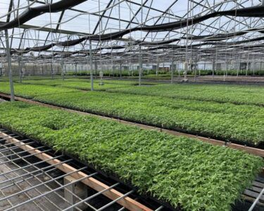 A greenhouse filled with lots of green plants growing on trays.