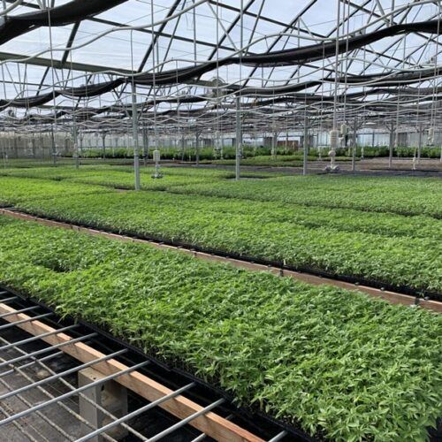 A greenhouse filled with lots of green plants growing on trays.