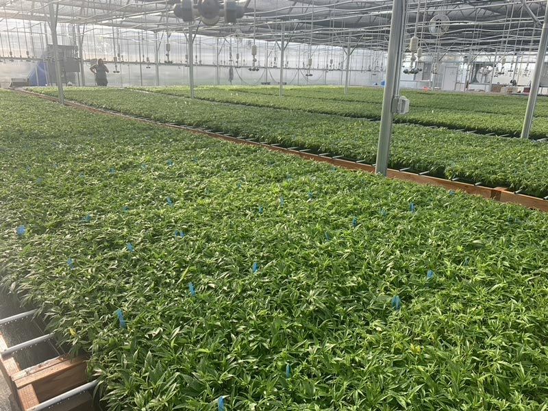 A greenhouse filled with lots of green plants.