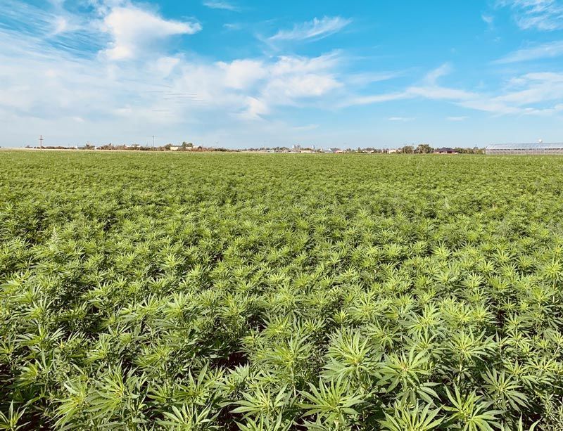 A large field of green plants with a blue sky in the background.