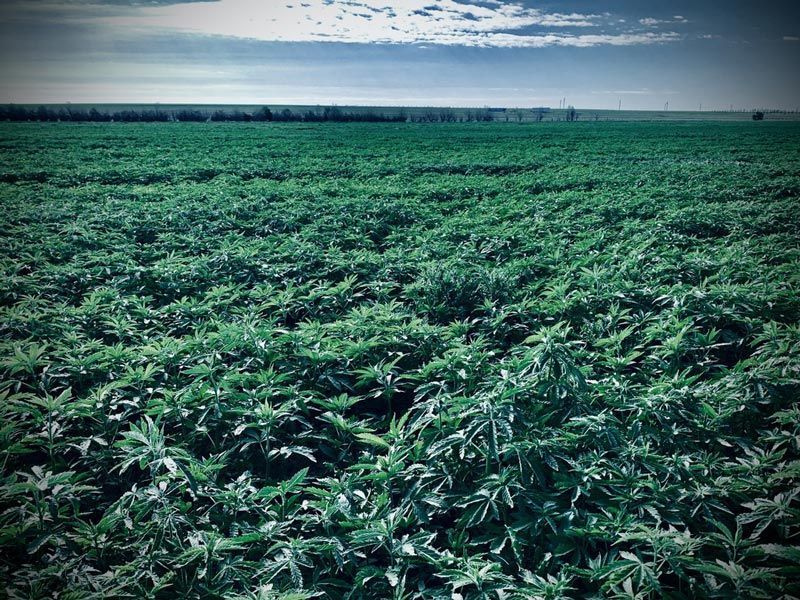 A field of green plants with a blue sky in the background