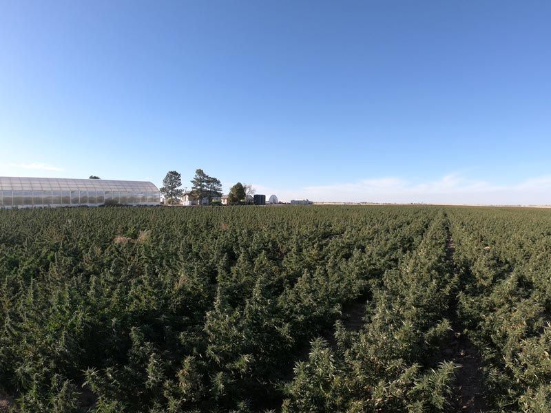 A large field of trees with a greenhouse in the background.