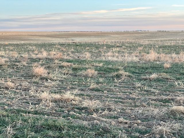 Vast field with dry, green and gold grass under a pastel sky.