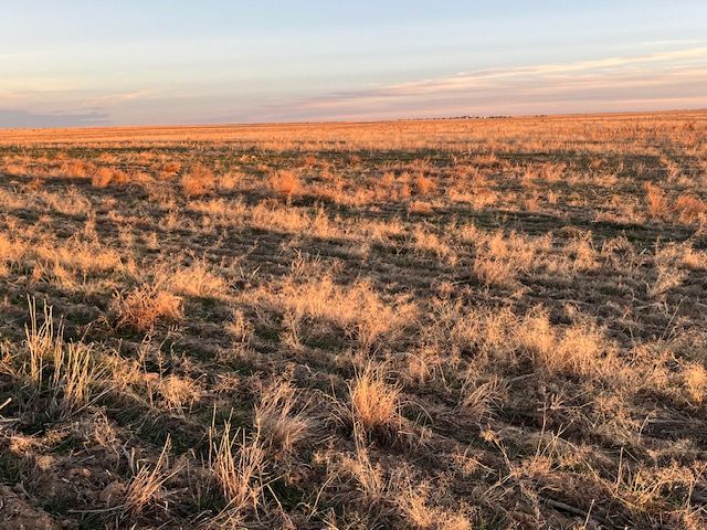 Golden field under a sunset sky; dry grass, hazy horizon.