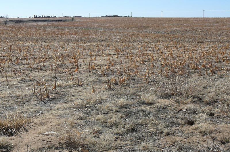 Field of dry corn stalks and brown grass under a bright sky.