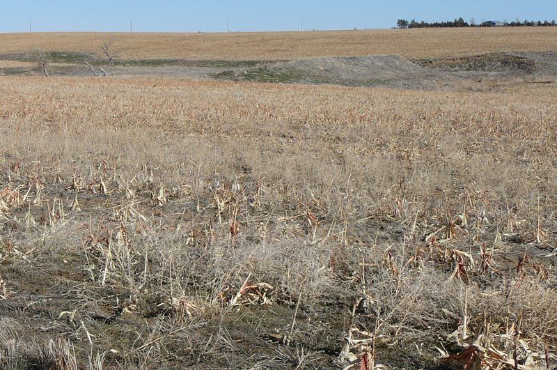 Dry, harvested cornfield with brown stalks under a clear blue sky.