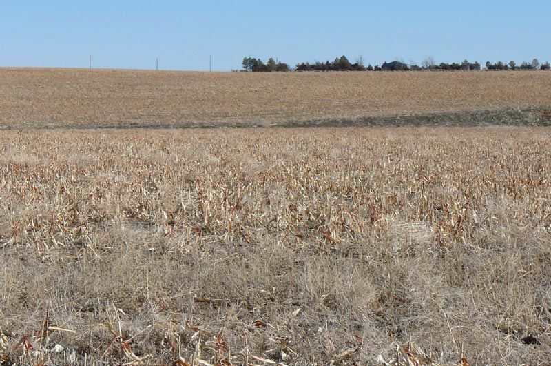 Brown harvested cornfield under a clear blue sky, with a treeline on the horizon.