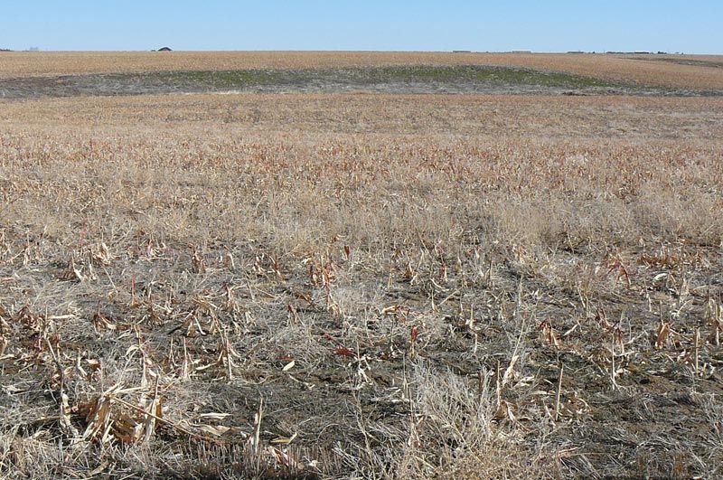 Dry, harvested field under a clear blue sky, with a low hill in the distance.