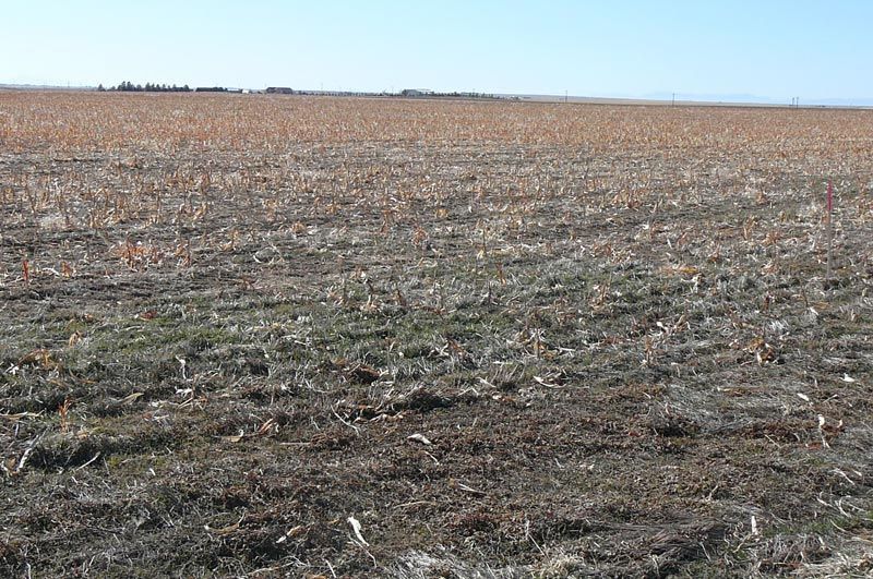 Field of harvested crops under a blue sky, with stubble and remnants visible.
