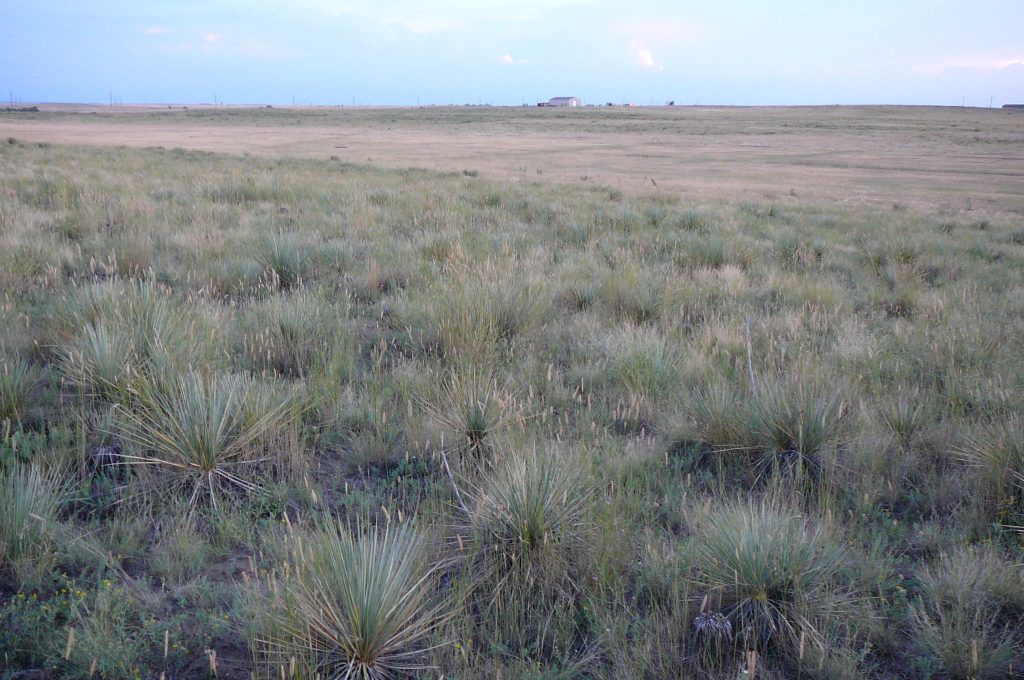 A large grassy field with a house in the distance.