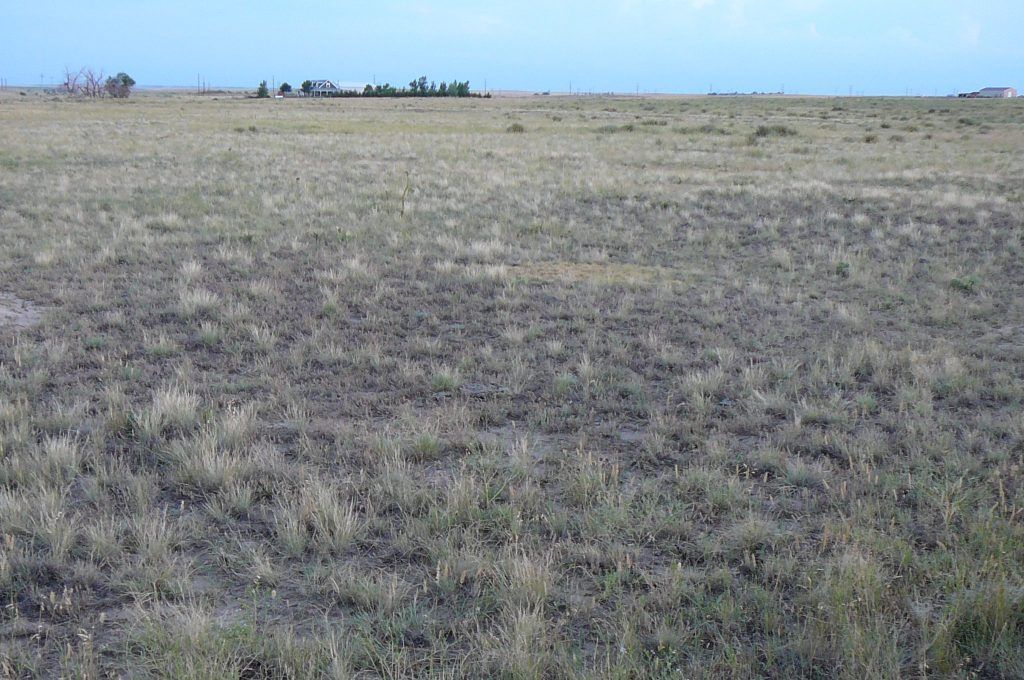 A large dry grass field with trees in the background.