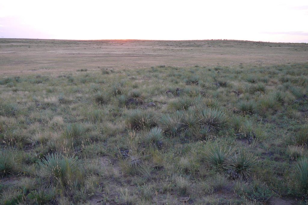 A large grassy field with a sunset in the background.