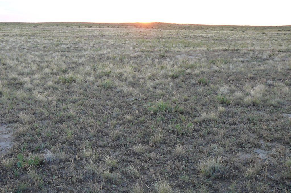 The sun is setting over a dry grassy field.