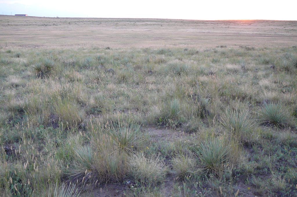 A large grassy field with a sunset in the background.