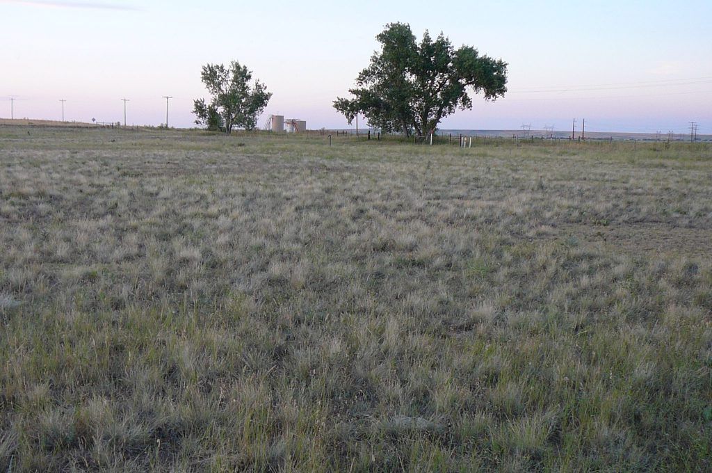 A field of grass with trees in the background