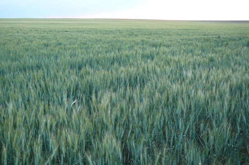 A field of green wheat with a blue sky in the background.