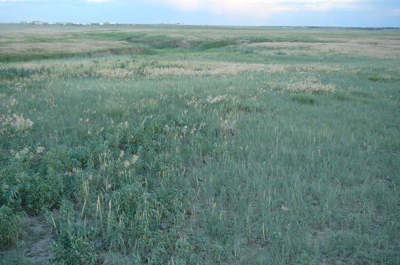 A large grassy field with a path going through it.