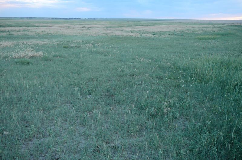 A large grassy field with a blue sky in the background.