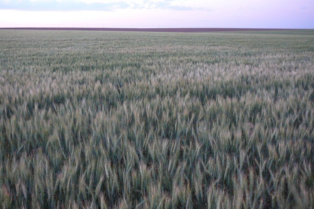 A large field of wheat with a purple sky in the background.