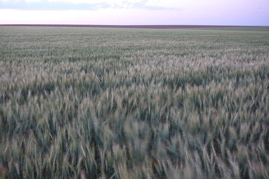 A large field of wheat with a purple sky in the background.