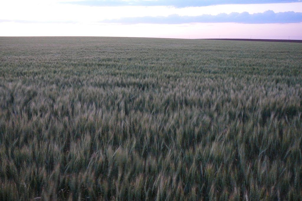 A large field of wheat with a cloudy sky in the background.