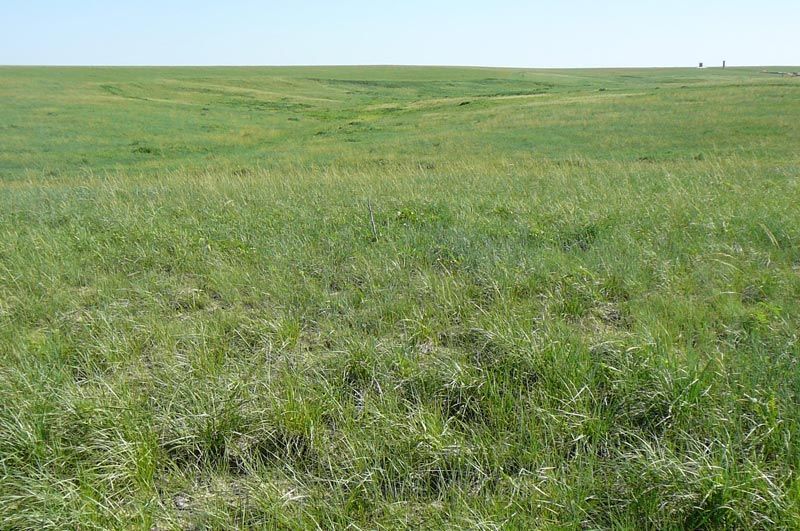 A large grassy field with a blue sky in the background