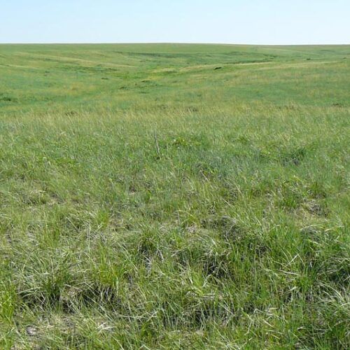 A large grassy field with a blue sky in the background