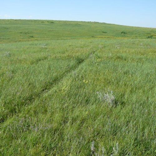 A grassy field with a hill in the background