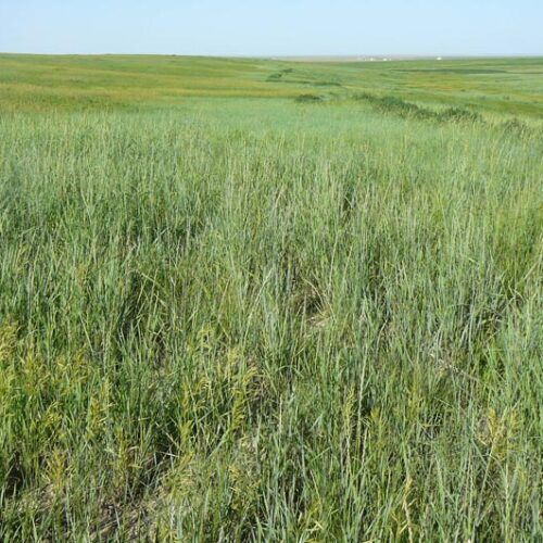 A field of tall grass with a blue sky in the background