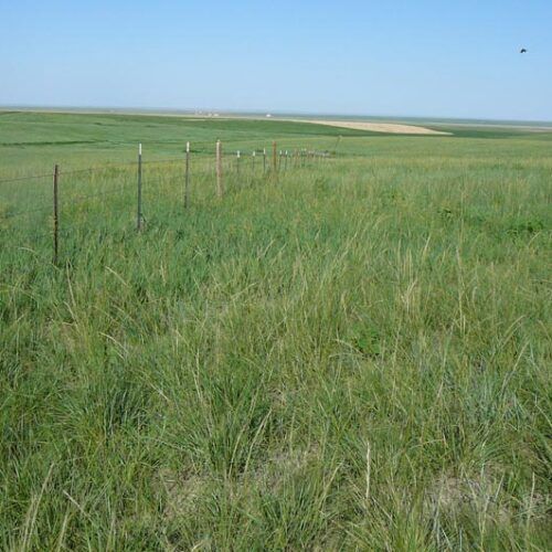 A field of tall grass with a fence in the background