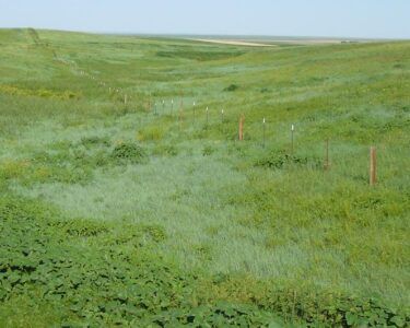 A field of green grass with a fence in the background