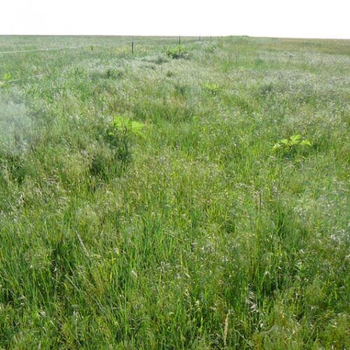 A field of tall grass with a white sky in the background