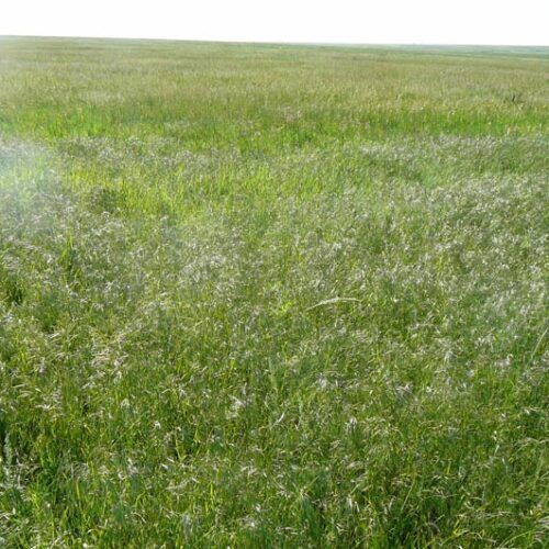 A field of tall grass with a white background