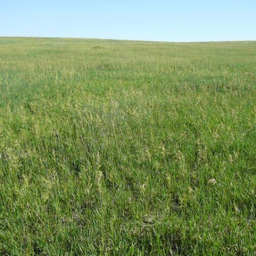 A field of grass with a blue sky in the background