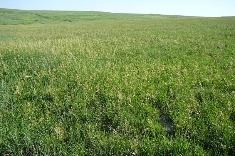 A field of green grass with a hill in the background