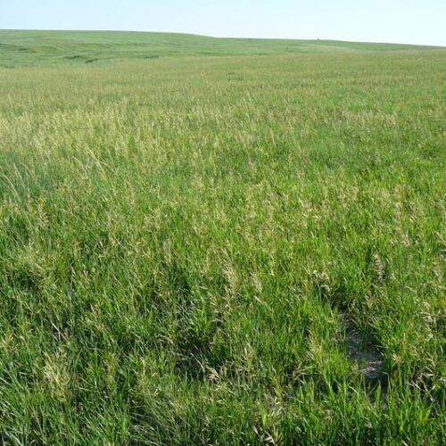 A field of grass with a hill in the background