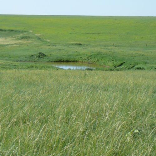 A field of tall grass with a small pond in the middle