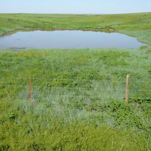 A small pond in the middle of a grassy field