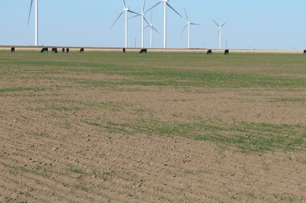 A group of cows are grazing in a field with wind turbines in the background.