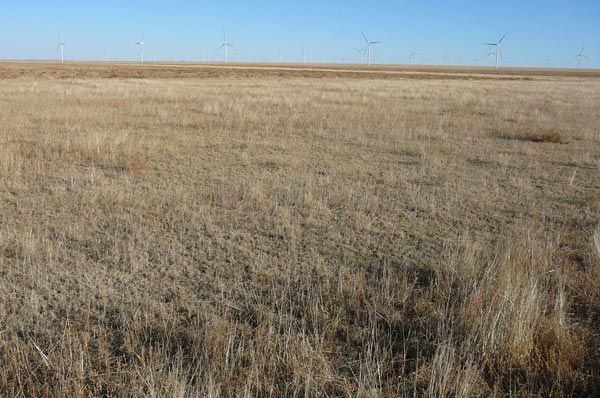 A large dry grass field with wind turbines in the background.